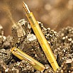 Pelikan Classic M200 Edición Especial Pyrite Pluma Estilográfica
