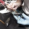 Sailor Nawate Haku-chirashi Kaku Copper Fountain pen