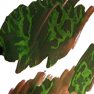 Van Dieman's Voyagers - Heemskerck and Zeehaen 30ml Ink Bottle