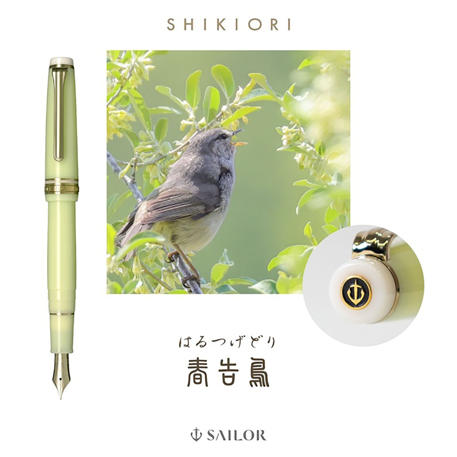 Sailor Pro Gear Slim Shikiori Noyama-no-uta Haru-tsuge-dori GT Caneta de tinta permanente